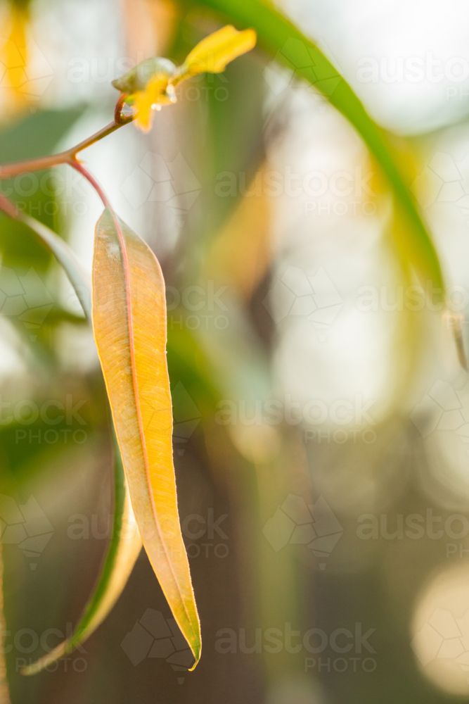 Shallow dof of new gum leaf with bokeh background - Australian Stock Image