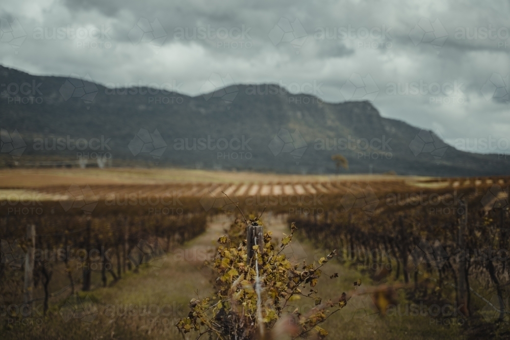 Shallow focus on a wine grapevine with a mountain in the background at the Hunter Valley Wine Region - Australian Stock Image