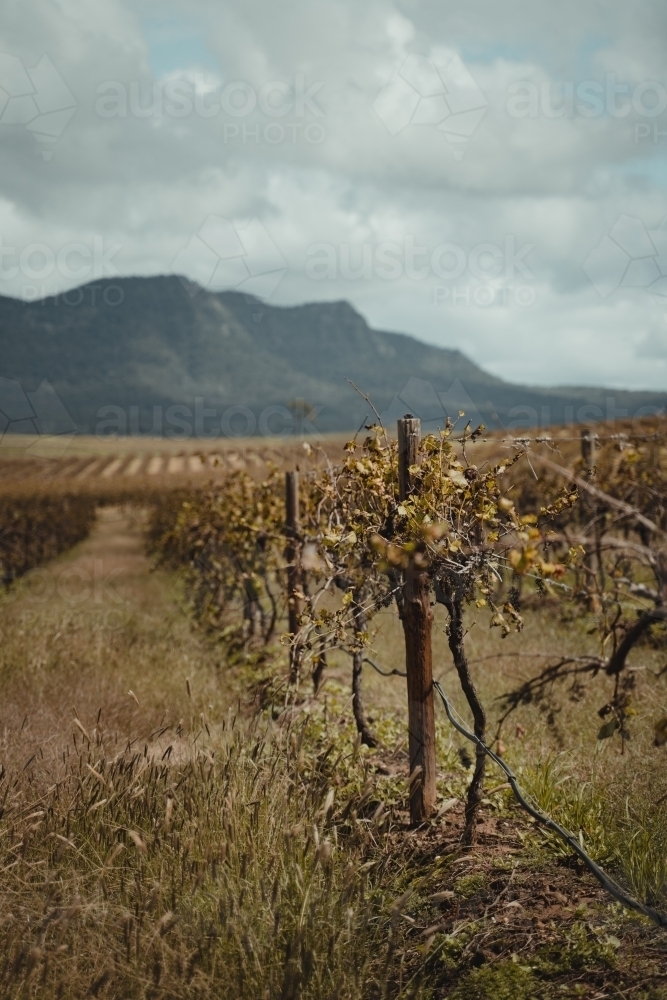 Shallow focus on a wine grapevine with a mountain in the background at the Hunter Valley Wine Region - Australian Stock Image