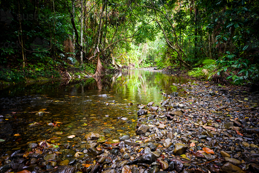 Shallow rainforest creek flowing through lush tropical vegetation - Australian Stock Image