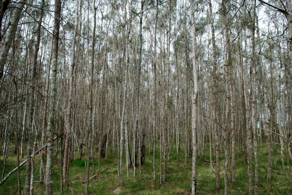 She-oaks or Casuarina trees in the Boondall Wetlands - Australian Stock Image