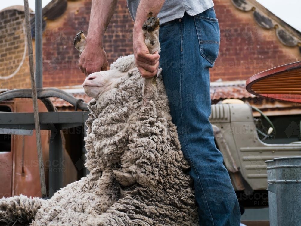 Shearer dragging a sheep ready to shear - Australian Stock Image