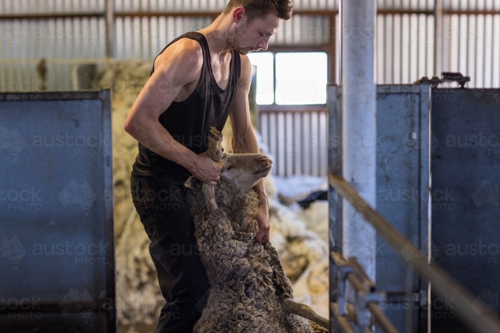 shearer dragging woolly sheep out of catching pen - Australian Stock Image