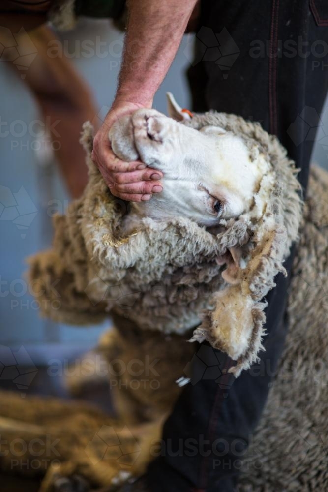 Shearer opening up the neck of a merino ewe - Australian Stock Image