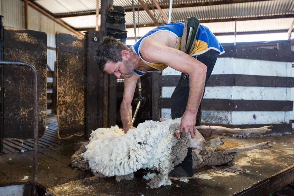 Shearer shearing a sheep - Australian Stock Image