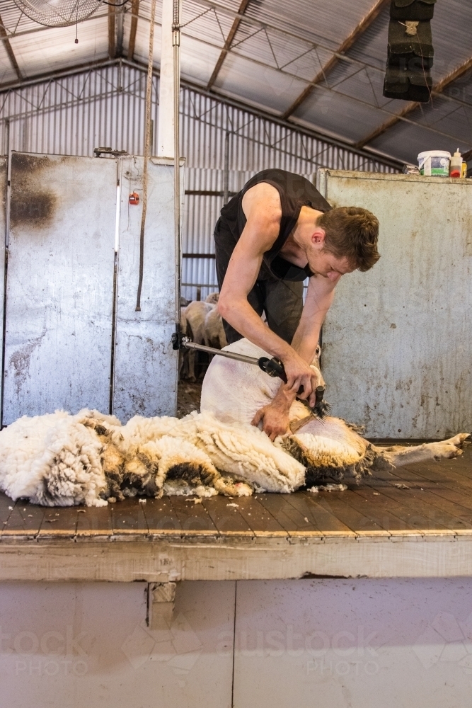 shearer shearing fleece off merino sheep - Australian Stock Image