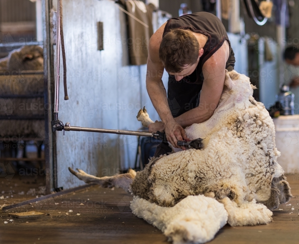 shearer shearing merino sheep - Australian Stock Image