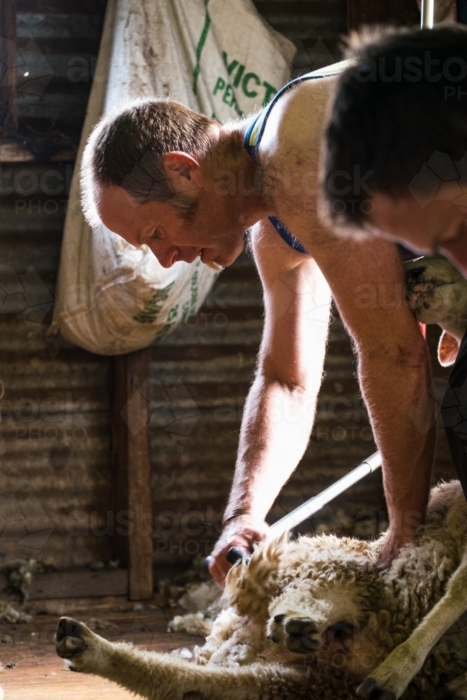 Shearer with sheep - Australian Stock Image