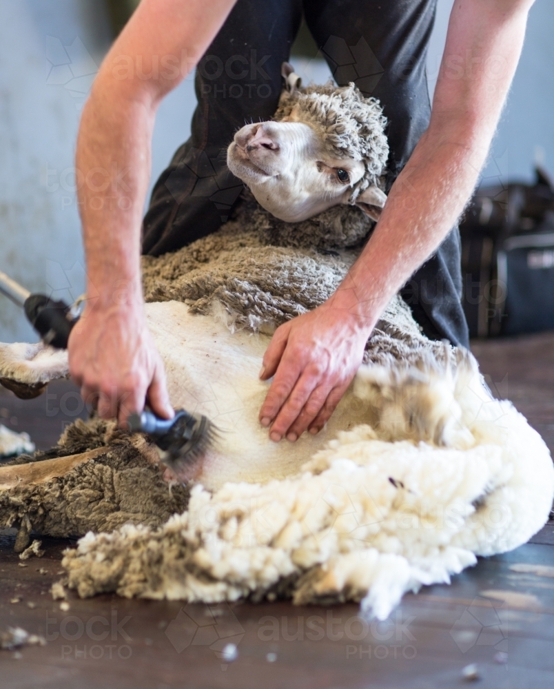 Shearing a sheep - Australian Stock Image