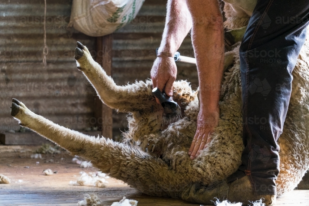 Shearing sheep up close - Australian Stock Image