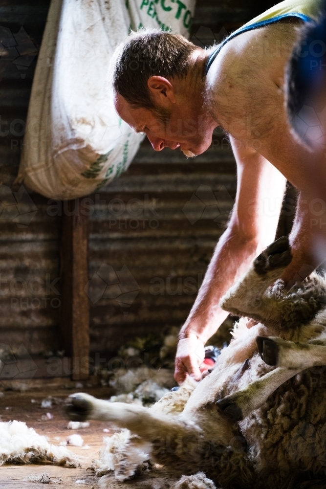 Shearing the sheep in action - Australian Stock Image