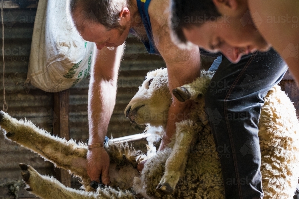Shearing time up close - Australian Stock Image
