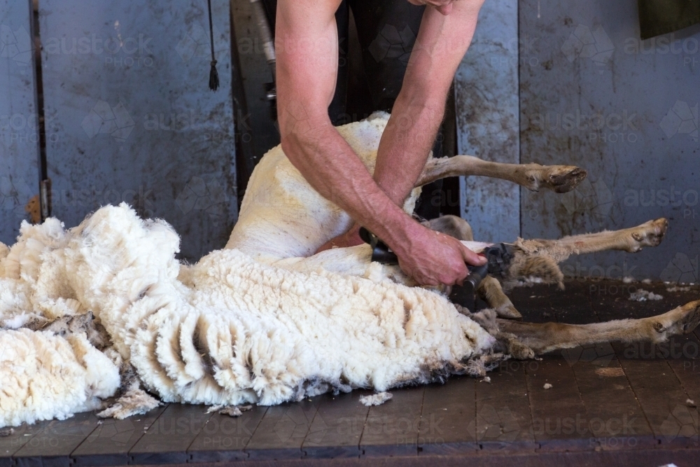 Image of Shearing wool off a sheep Austockphoto