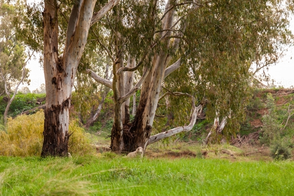Sheep among gum trees and long green grass - Australian Stock Image