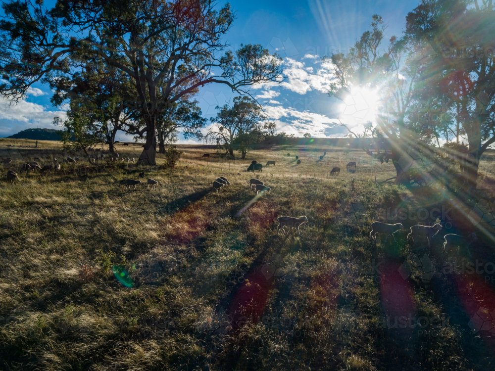 Pasture Morning Image of sheep and cattle grazing in Australian farm paddock pasture on ...