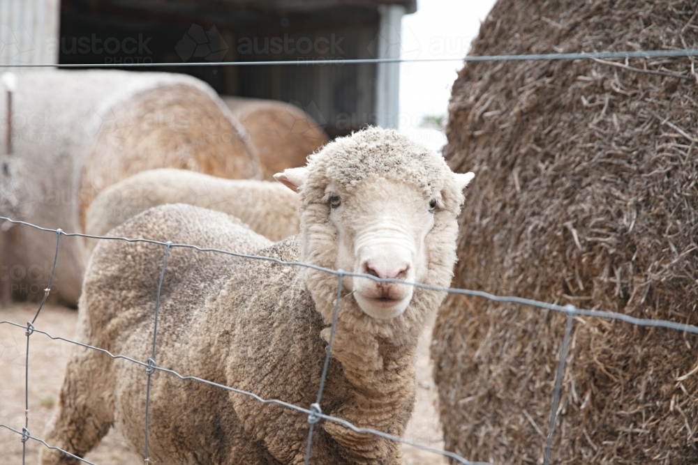 Sheep and hay bales in the country - Australian Stock Image