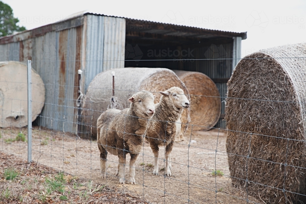 Sheep and hay bales in the country - Australian Stock Image