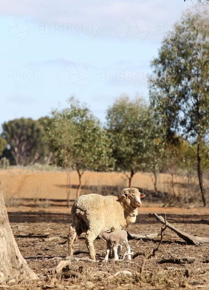 sheep and lamb in revegetated paddock - Australian Stock Image