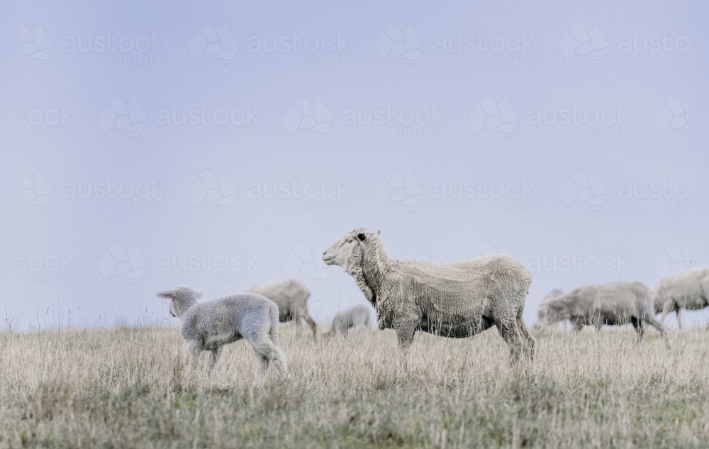 Sheep and lambs grazing - Australian Stock Image