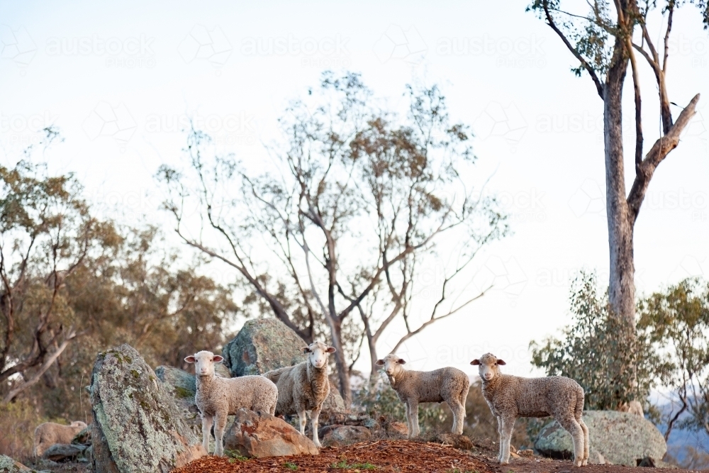 Sheep and lambs on rocky hillside in mountains - Australian Stock Image