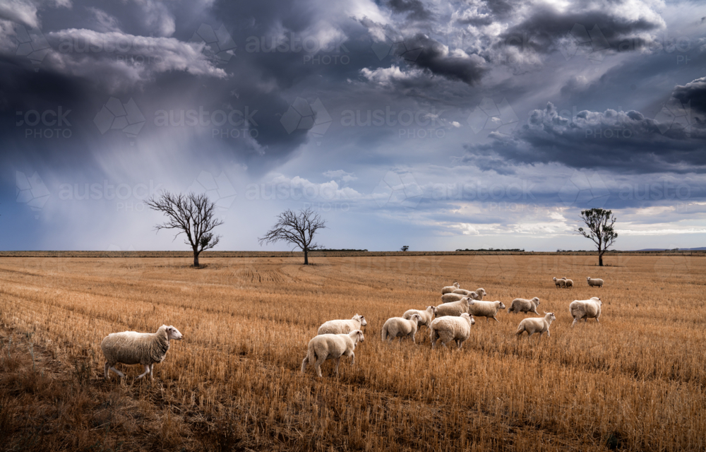 Sheep and Storm Clouds - Australian Stock Image