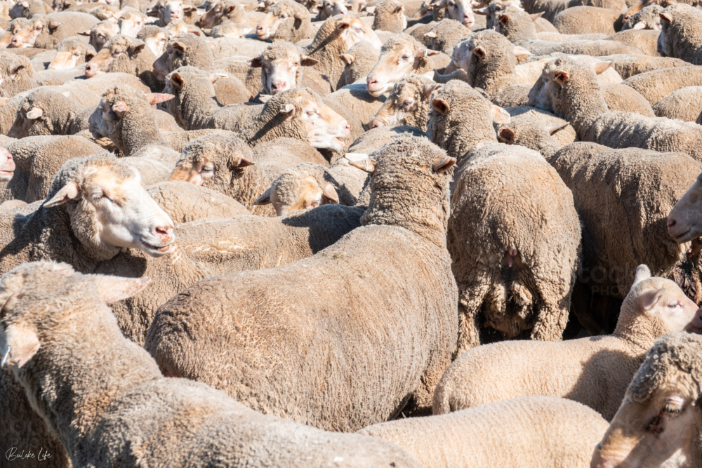 Sheep at a sheep farm - Australian Stock Image