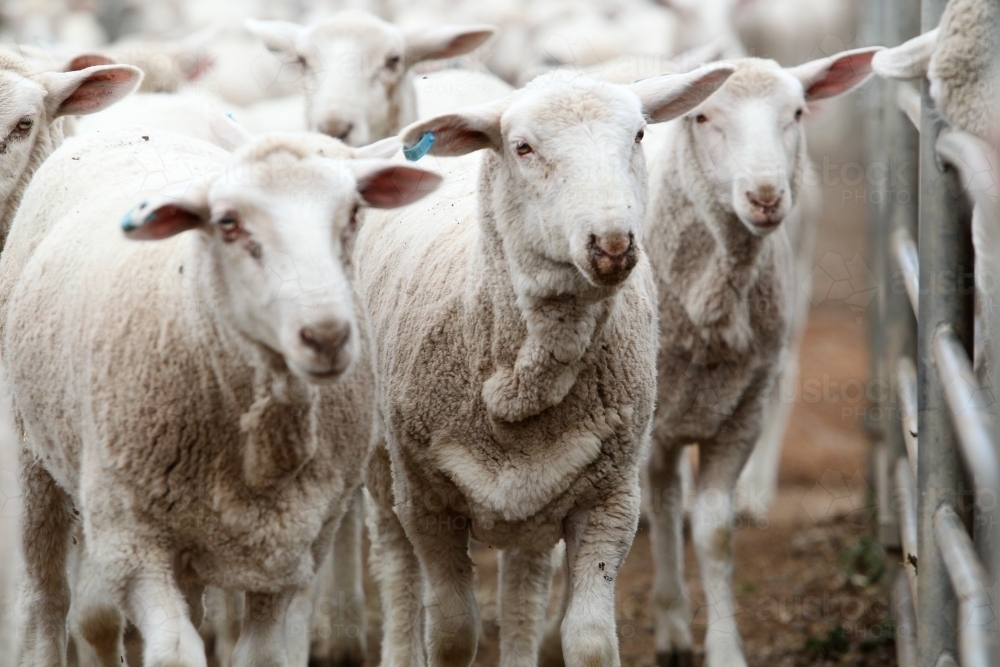 sheep at saleyards - Australian Stock Image