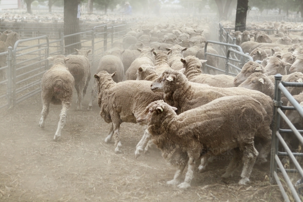 Sheep at saleyards - Australian Stock Image