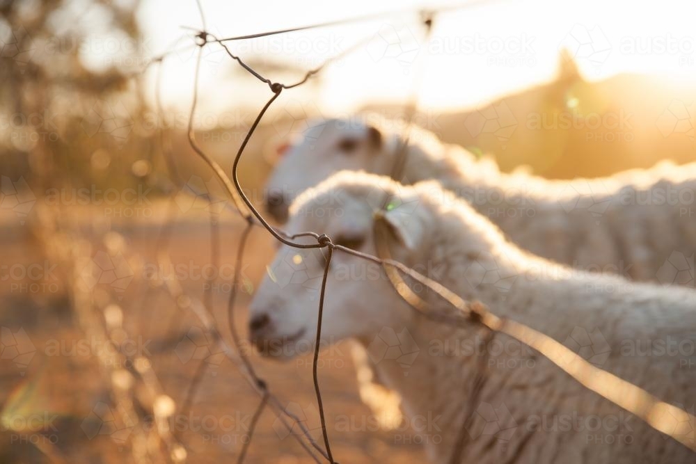 Sheep at sunset - Australian Stock Image