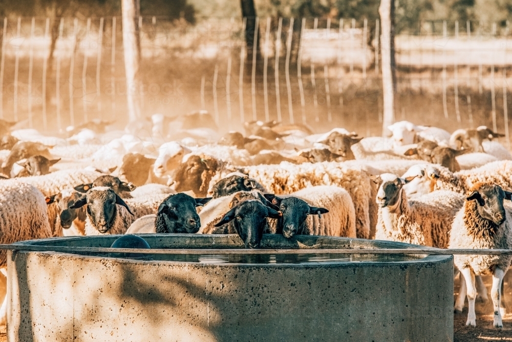 Sheep at the trough - Australian Stock Image