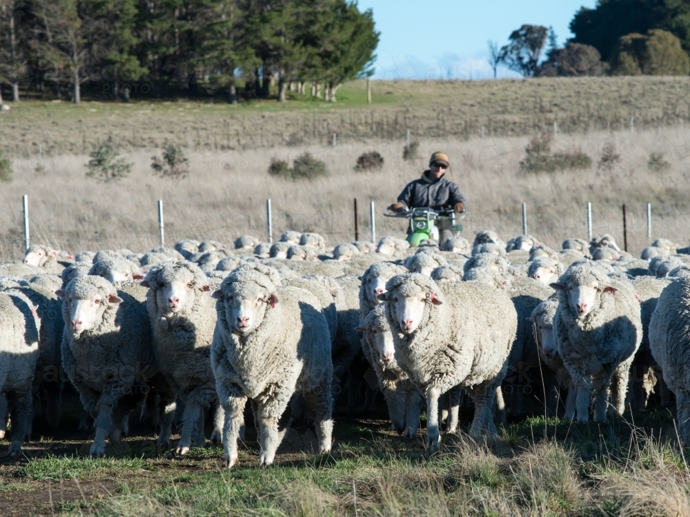 Sheep being mustered by a young farmer on a motor bike - Australian Stock Image