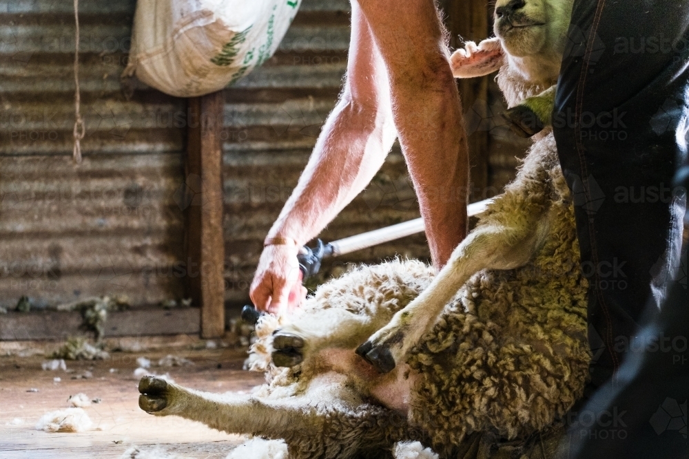 Sheep being shorn - Australian Stock Image