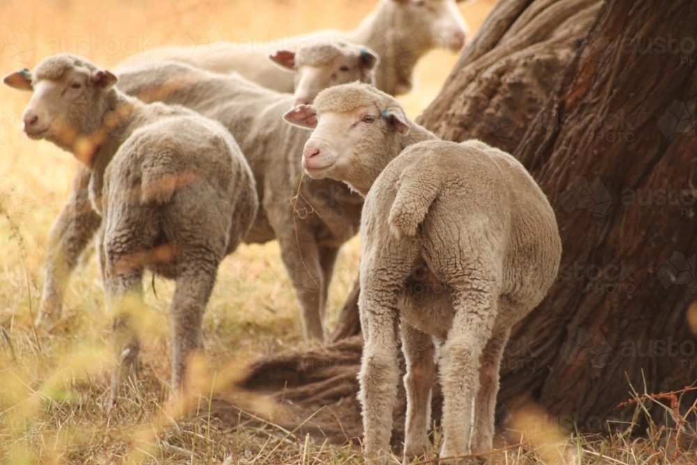 Sheep close up - Australian Stock Image