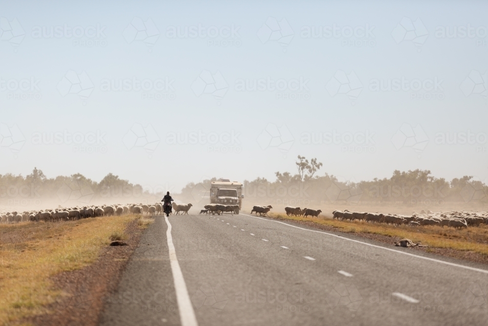 Sheep crossing a road with two cars travelling on the road - Australian Stock Image