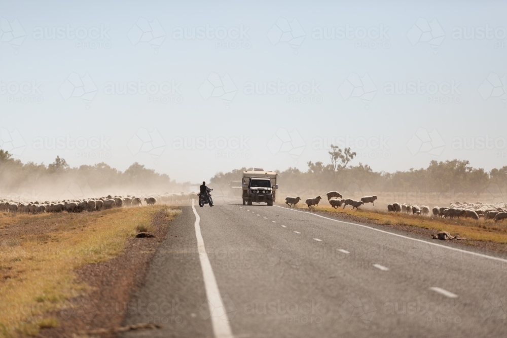 Sheep crossing a road with two cars travelling on the road - Australian Stock Image