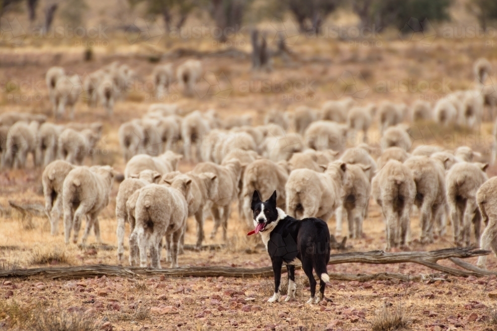 Sheep dog following behind merino sheep - Australian Stock Image
