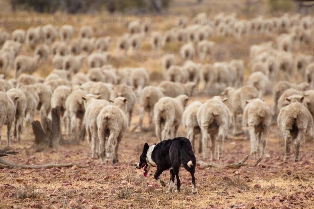 Sheep dog following behind merino sheep - Australian Stock Image