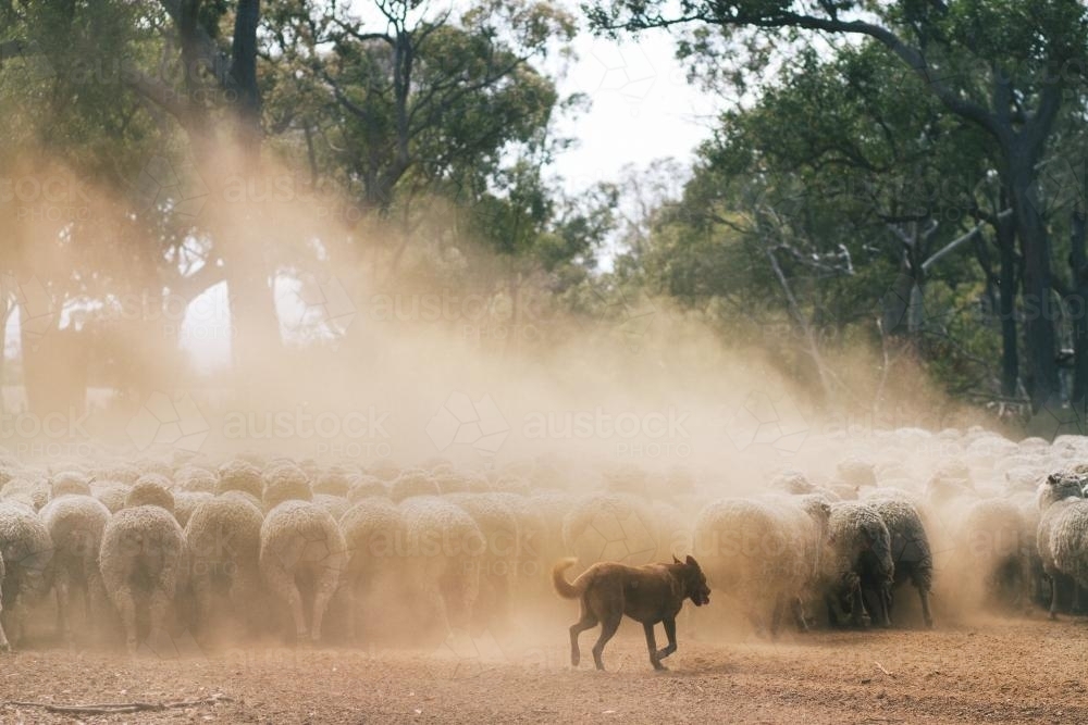 Sheep dog herding sheep - Australian Stock Image