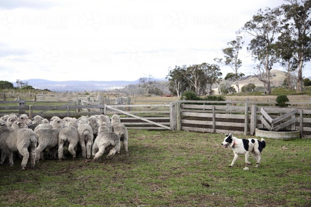 Sheep dog instructing sheep in a paddock - Australian Stock Image