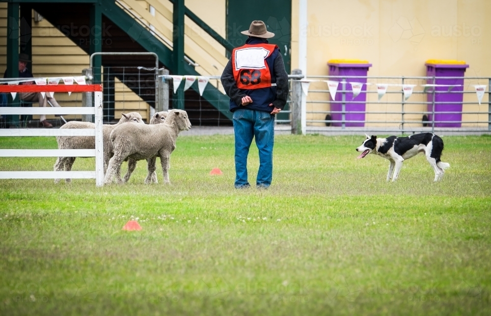 Sheep dog trial competitor with sheep and dog - Australian Stock Image