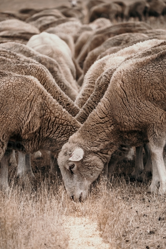 Sheep eating grain - Australian Stock Image