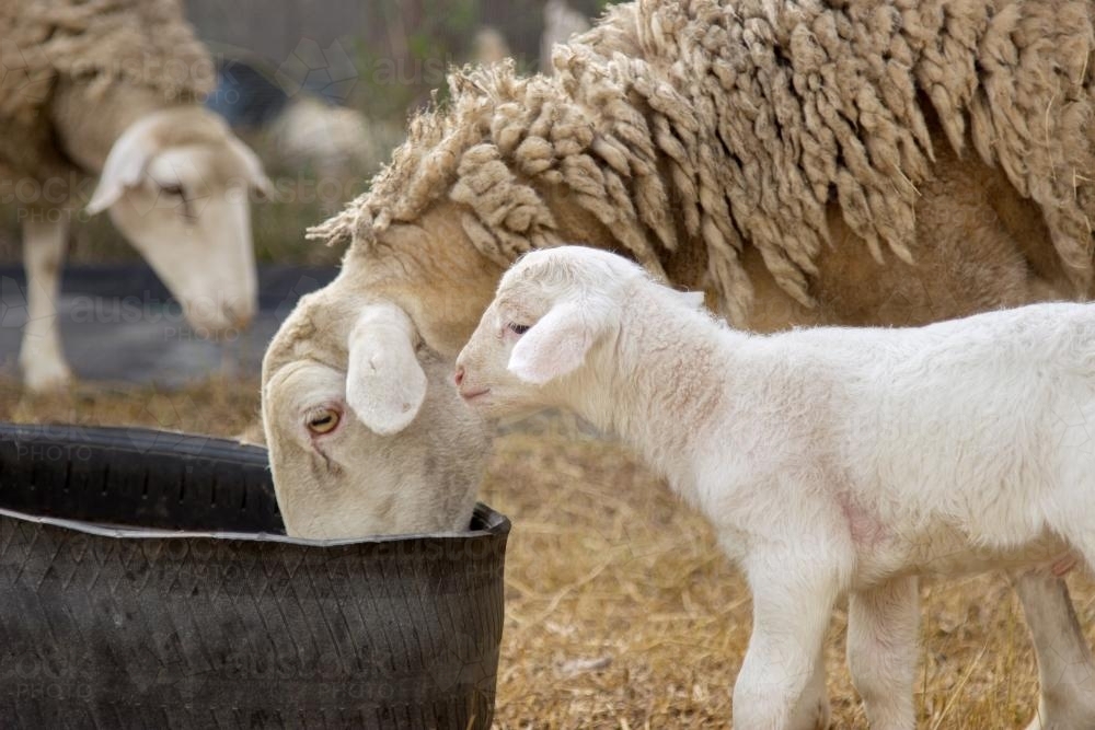 Sheep eating with newborn lamb standing beside her - Australian Stock Image
