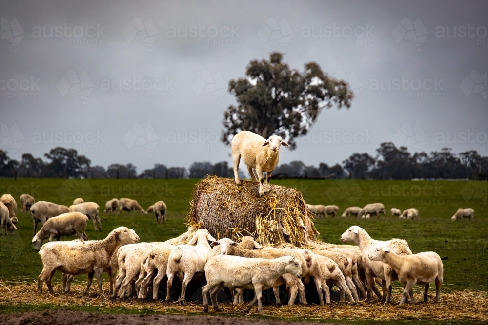 Sheep feeding on hay with one standing on top of hay and gum tree and pasture in background - Australian Stock Image