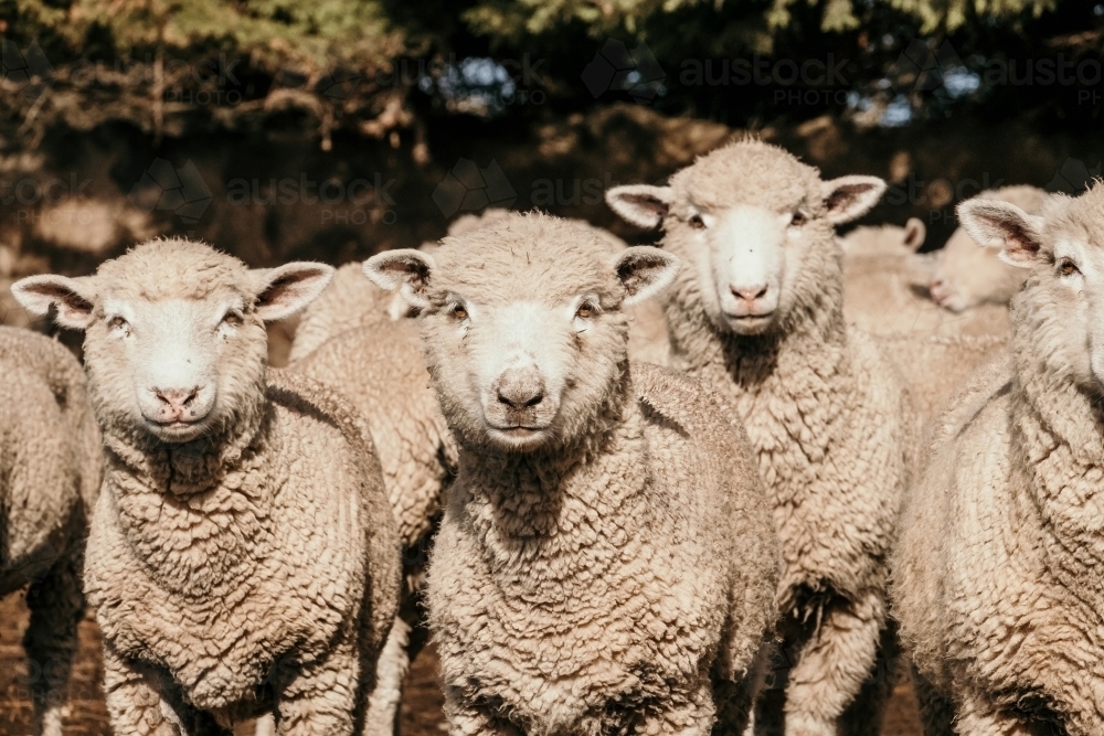 Sheep flock standing and watching - Australian Stock Image