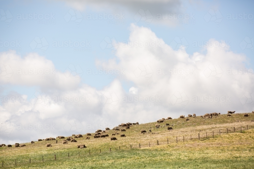 Sheep graze across a hillside paddock - Australian Stock Image