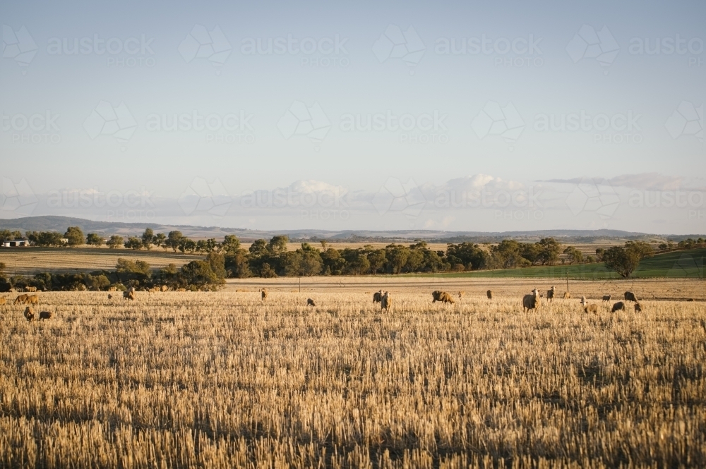Sheep grazing a stubble paddock pasture in the Avon Valley in Western Australia - Australian Stock Image