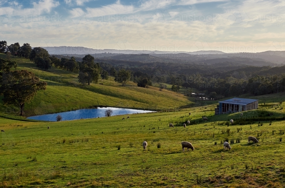 Sheep Grazing at Kangaroo Ground Farm - Australian Stock Image