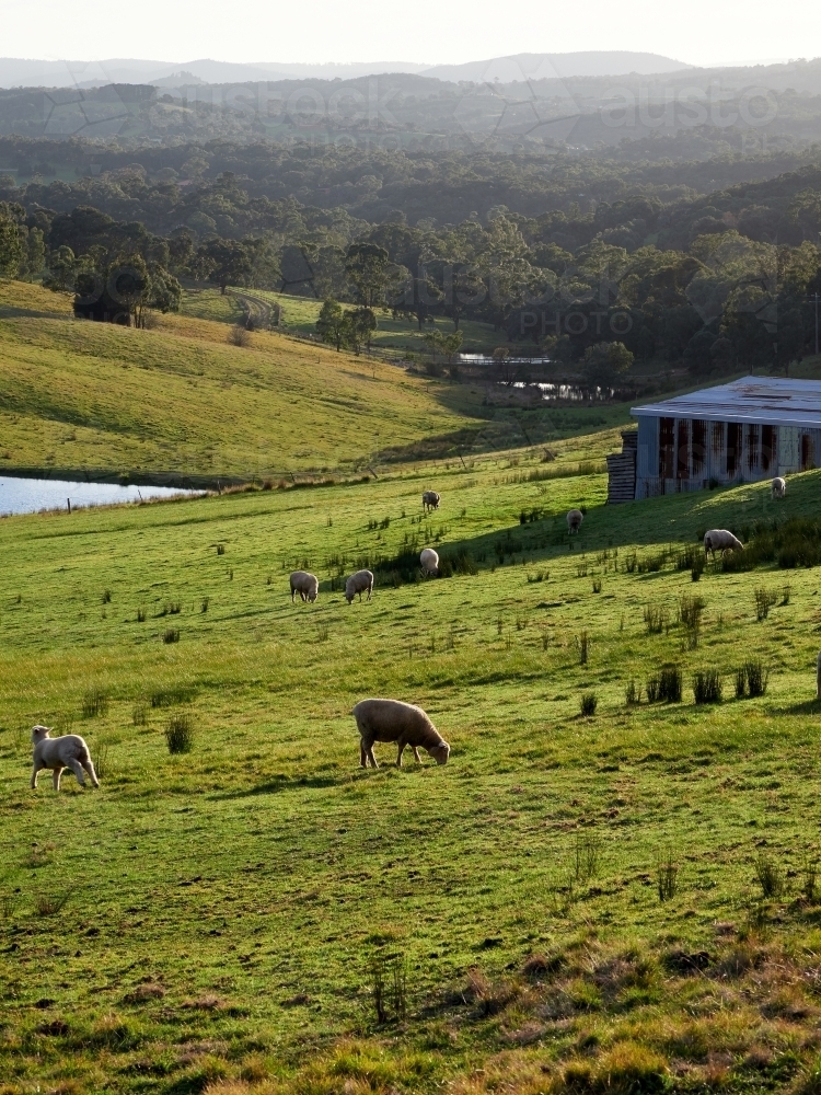Sheep Grazing at Kangaroo Ground Farm in Victoria - Australian Stock Image