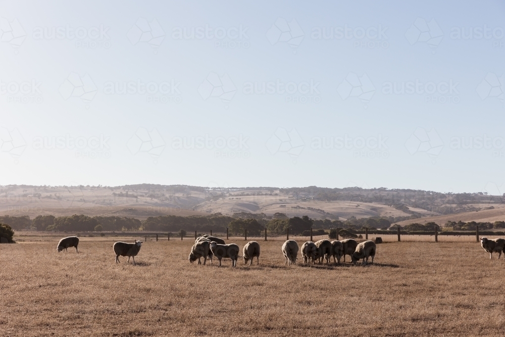 Sheep grazing dry paddock - Australian Stock Image