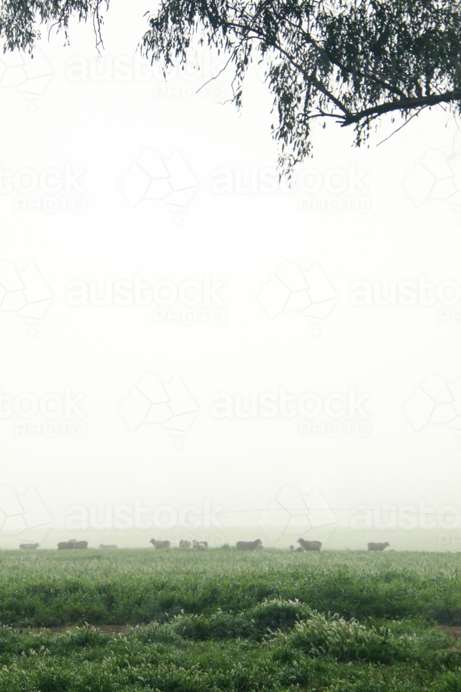 Sheep grazing in a lush green field with a thick layer of mist - Australian Stock Image